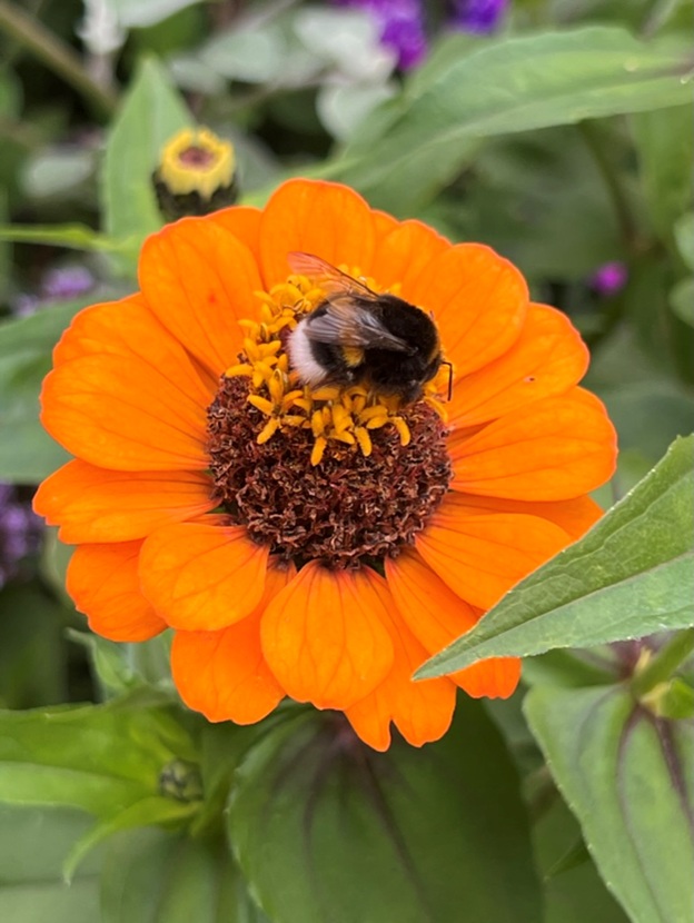 Bees